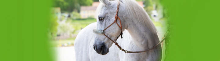 strick kategorieeinstiegsbanner